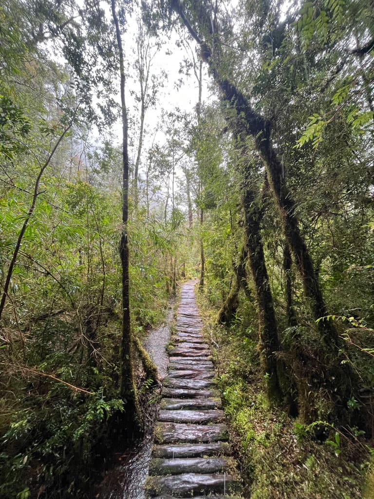 A wet stone path winding through dense green forest
