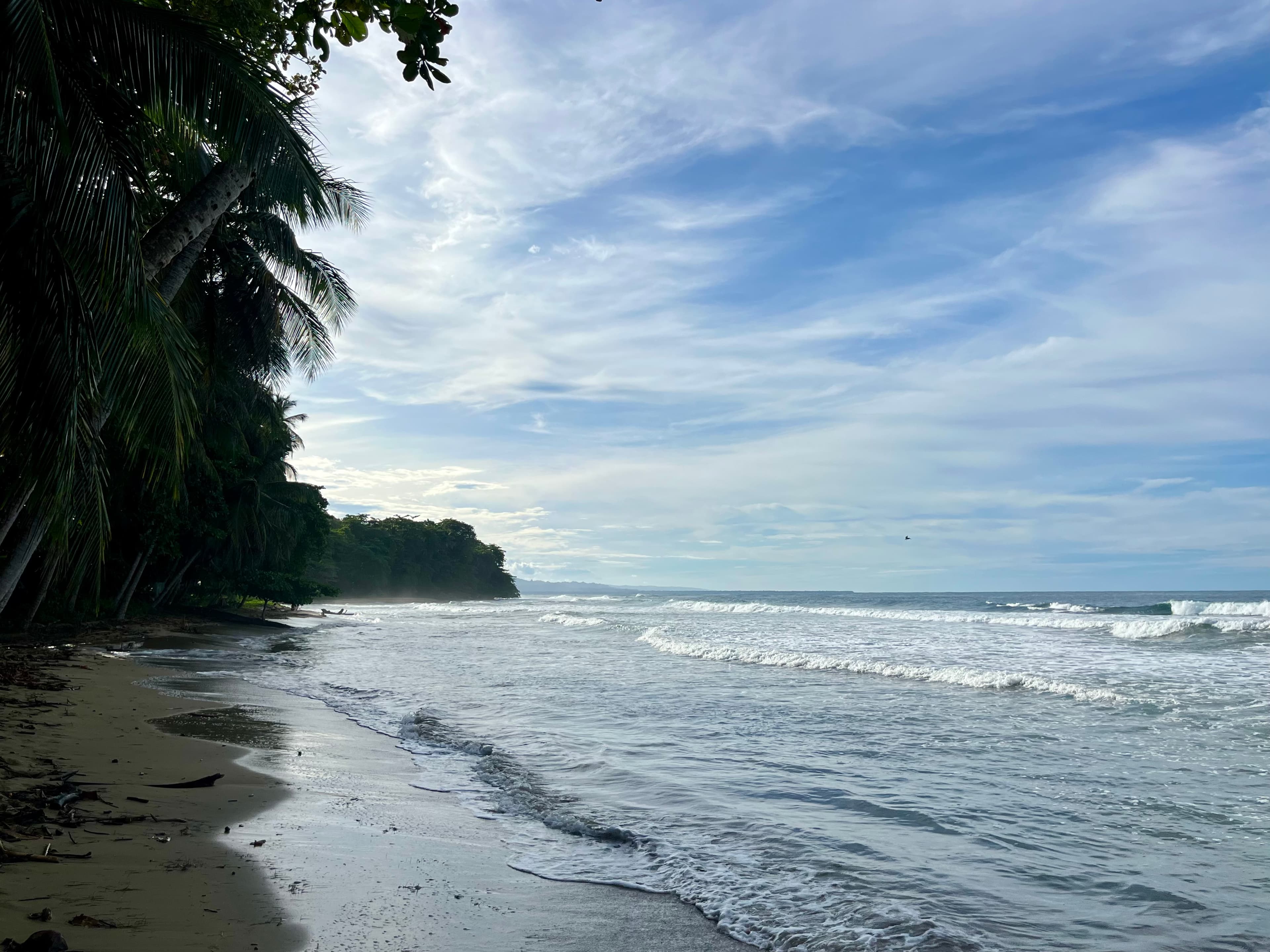 Palm-lined beach beneath a wide blue sky