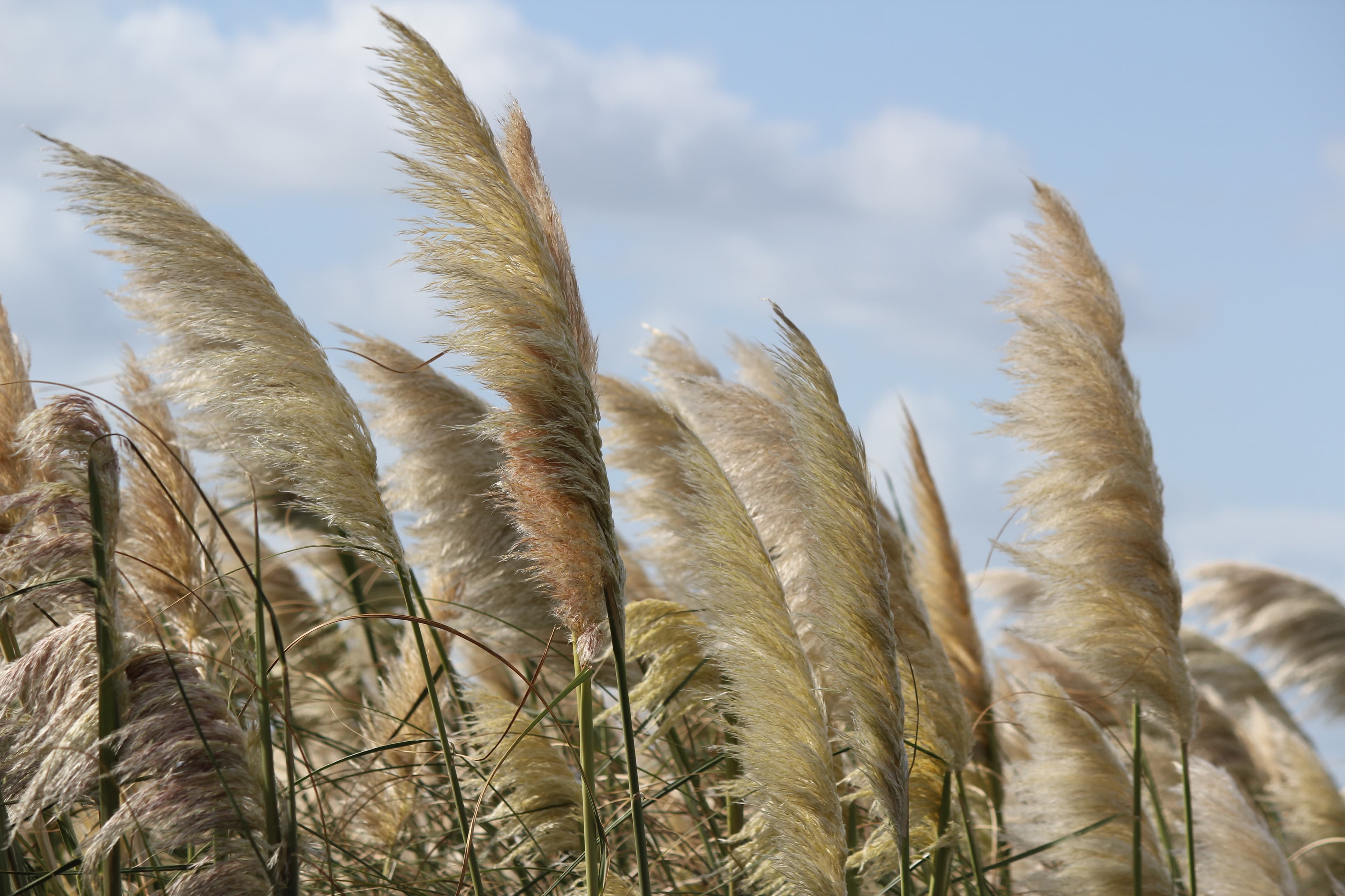 Pale grasses moving in wind under an open sky