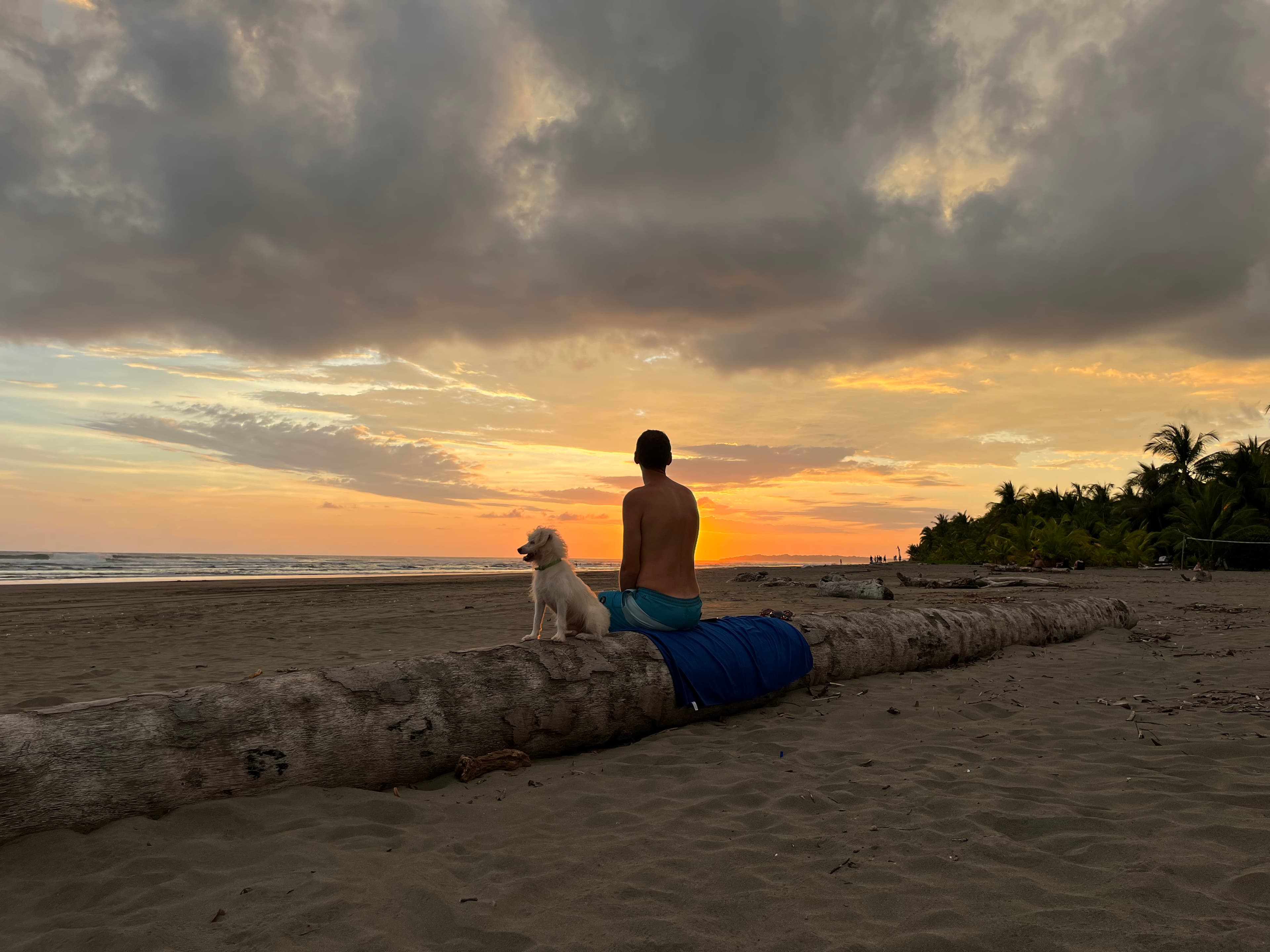 A person and a white dog sitting together on driftwood at sunset