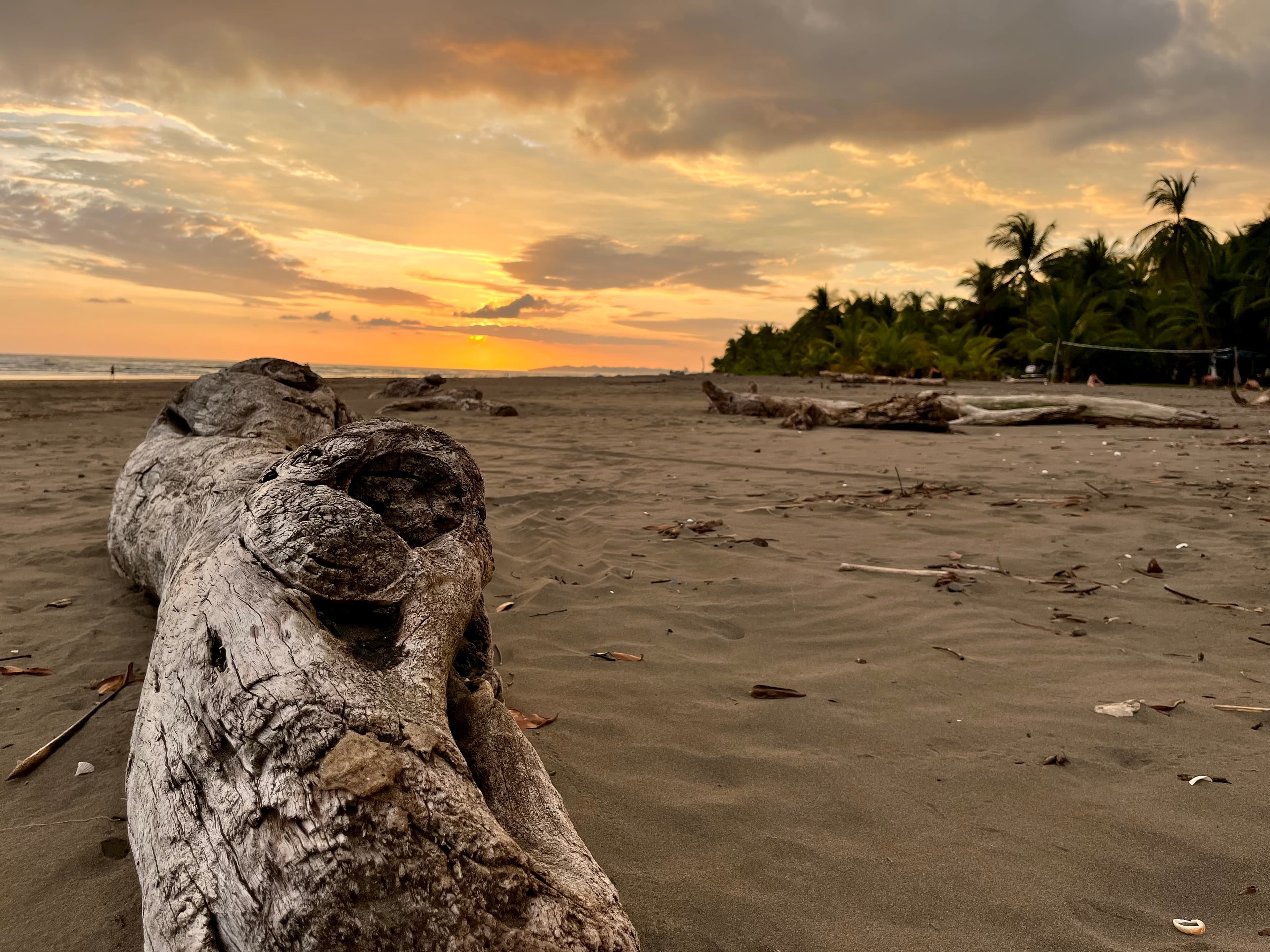 Weathered driftwood resting on a quiet tropical beach near sunset